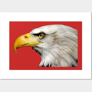 Bald Eagle Posters and Art